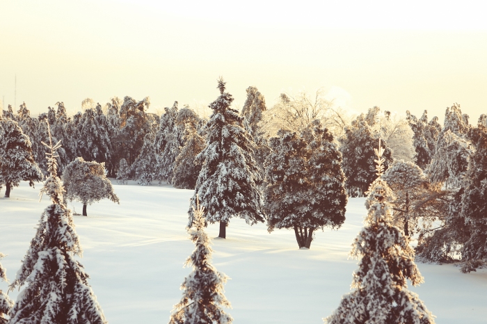 nature-snow-trees-2414